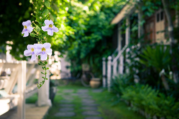 Tropical flowers on a blurred background of garden and summer house