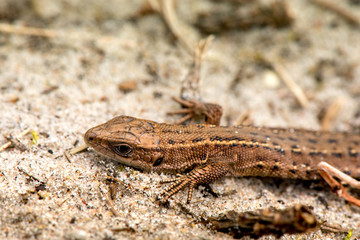Macro shot of a lizard. Early spring. Nature is awakening. Reptiles seeking for first sun rays, coming out from forest. Animals, wildlife, dinosaur, alligator, snakes. Summer, spring, autumn scene.