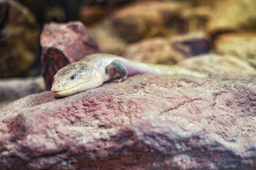 close up on blue-tongued skink (tiliqua scincoides)