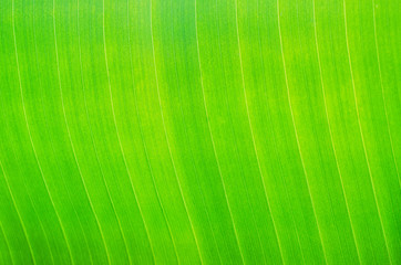 close up on green leaf background or texture