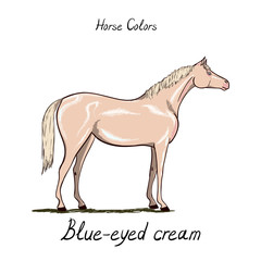 Horse color chart.  Equine coat colors with text. Equestrian scheme. Grey type of horse. Vector hand drawn illustration. 