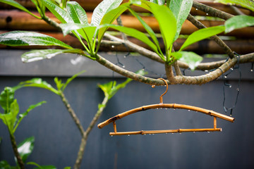 Bamboo clothes hanger on the tree after rain