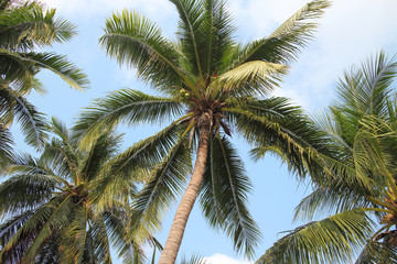 Fototapeta na wymiar Palm tree against the sky