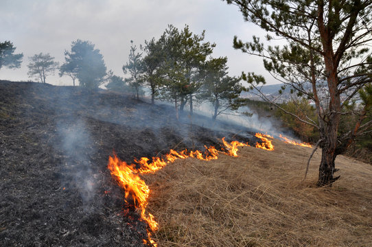 
The real environmental disaster and spring is not arson dry cut grass that grew around settlements