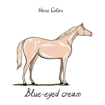 Horse color chart.  Equine coat colors with text. Equestrian scheme. Grey type of horse. Vector hand drawn illustration. 