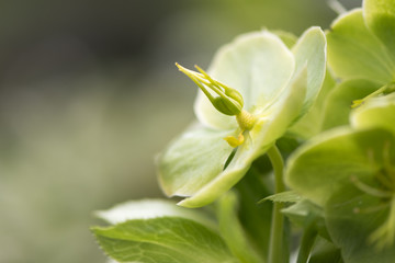 Green hellebore with focus on pistils. Late winter flower of plant in buttercup family (Ranunculaceae), showing sepals, ovaries and styles