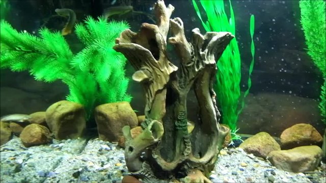 Giant red tail gourami (Osphronemus laticlavius) and Senegal bichir (Polypterus senegalus)