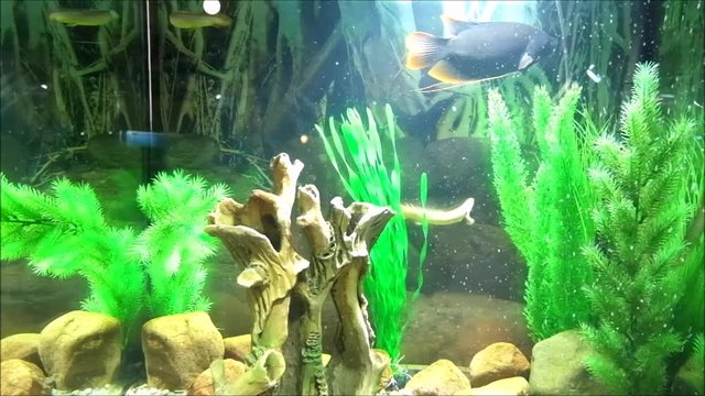 Giant red tail gourami (Osphronemus laticlavius) and Senegal bichir (Polypterus senegalus)