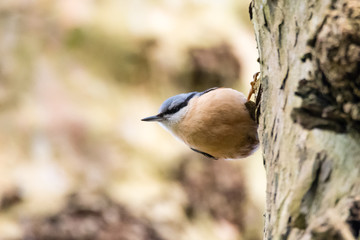 Nuthatch (Sitta europaea) on tree trunk. Colourful woodland bird in the family Sittidae, hunting for insects on bark of tree