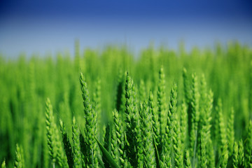 Green wheat detail