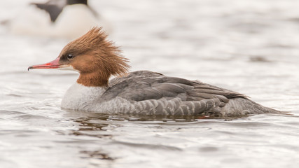 Goosander (Mergus merganser) female swimming. Sawbill duck in the family Anatidae, with crest and serated bill visible in profile