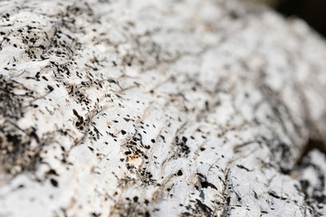 Old tree background