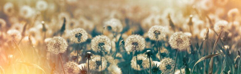 Selective focus dandelion seeds - springtime in meadow