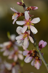 Mandelblüten