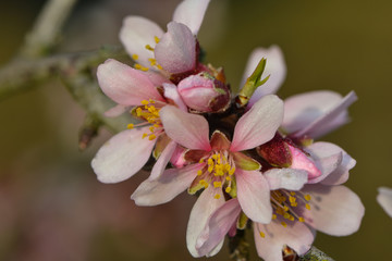 Mandelblüten