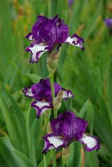 Iris panaché violet et blanc au jardin au printemps