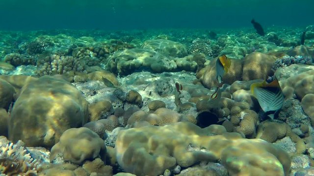 Eritrean Butterflyfish (Chaetodon paucifasciatus) and Threadfin Butterflyfish (Chaetodon auriga) are looking for food among the corals at the top of the reef.
