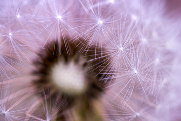 Macro shot of a dandelion seeds

