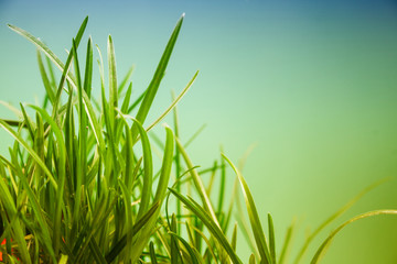 Naklejka premium great detail leaf grass on a green background