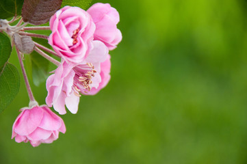 Spring blossoms on tree with copy space