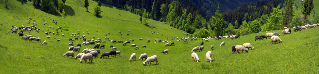 Obraz na płótnie Canvas sheep Carpathians