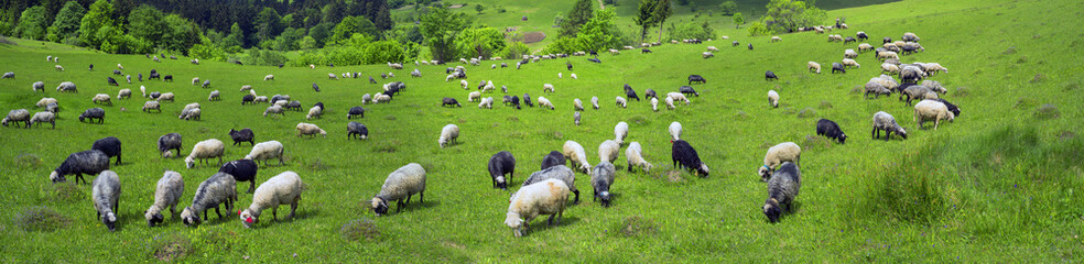 Fototapeta premium sheep Carpathians