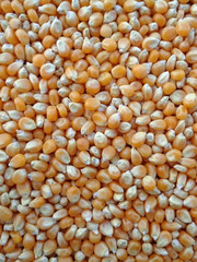 Corn Seeds for Making Popcorn, Background, Texture, Vertical Picture 