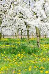 Spring blossom background in white flower budding plum tree and yellow dandelion meadow full of bright sunlight
