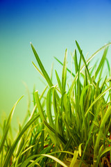 great detail leaf grass on a green background