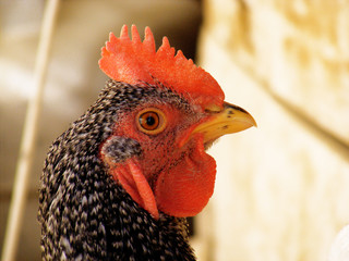 Cock head, cock hens, cock eye, cock pictures, cute cock head, wonderful cock pictures,Cute cocks, cock heads, macro cock pictures

