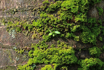 Closed up Texture of Rough Dark Brown Coconut Tree Trunk with Vibrant Green Moss and Little Leaves 