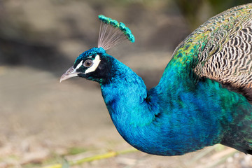 Obraz premium Peafowl bird close up. Peacock (Pavo Cristatus)