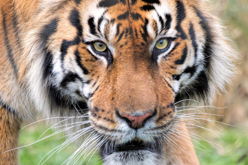 Sumatran Tiger Close Up. Eye of the tiger.