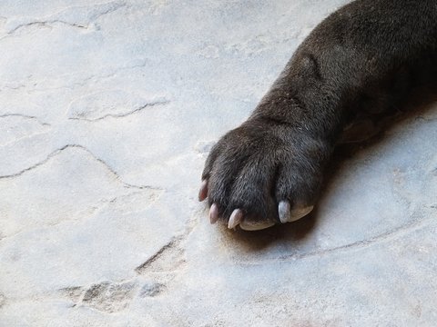 Dog paw. Dog paw on a concrete background