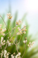 Fototapeta premium goat willow branches decoration for Easter Day