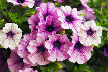 purple petunia flowers in the garden in Spring time - obrazy, fototapety, plakaty