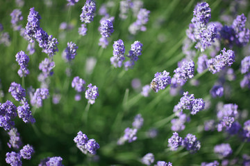Obraz premium Carpet of blue flowers with bright green leaves.