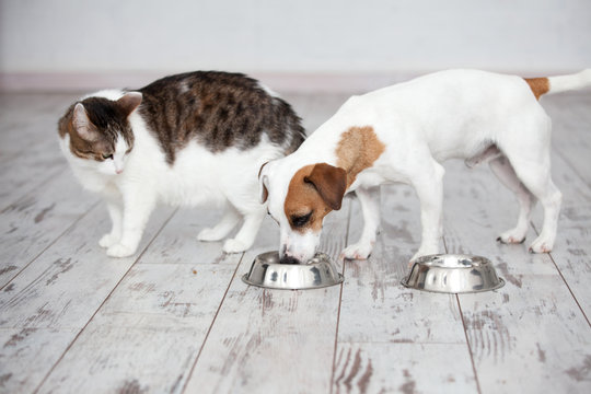 Cat and dog eats food from bowl