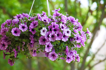 Naklejka premium fioletowe kwiaty petunii w ogrodzie w okresie wiosennym