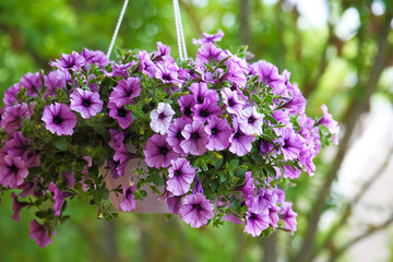 purple petunia flowers in the garden in Spring time