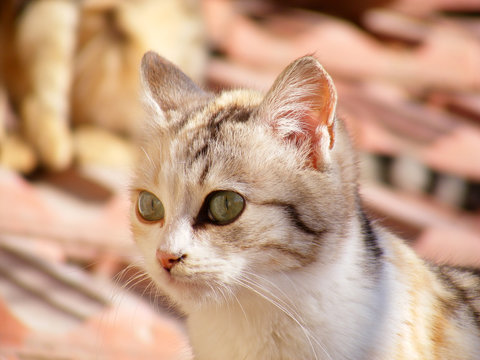 Cat pictures, cat eyes, the most beautiful cat eye photos, cute cat, innocent look pets
