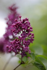 Obraz premium Lilac in the garden