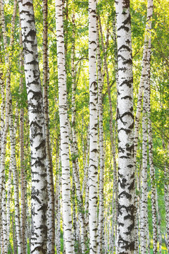 Fototapeta summer in sunny birch forest