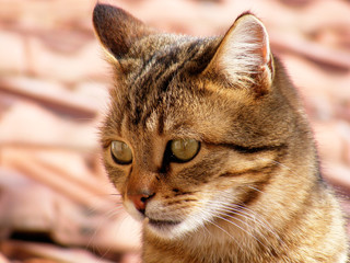 Cat pictures, cat eyes, the most beautiful cat eye photos, cute cat, innocent look pets
