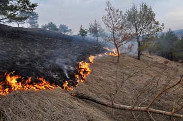 
The real environmental disaster and spring is not arson dry cut grass that grew around settlements