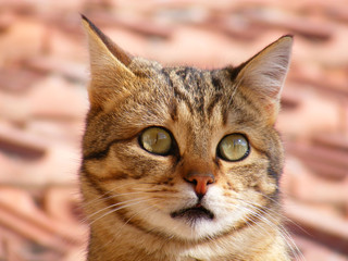 Cat pictures, cat eyes, the most beautiful cat eye photos, cute cat, innocent look pets
