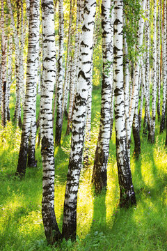 Fototapeta summer in sunny birch forest