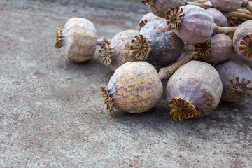 Dried poppy heads. Opium drugs, opiate, heroin