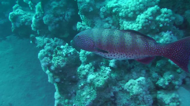 Leopard Grouper (Plectropomus pessuliferus) slowly swims on a background of corals, medium shot.
