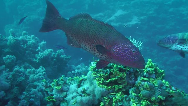 Two Leopard Grouper (Plectropomus pessuliferus) slowly swims on the background of corals, medium shot.
